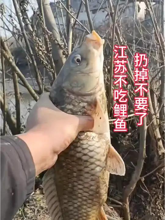 江苏人不吃鲤鱼,野生大鲤鱼扔掉不要了,我捡了一些