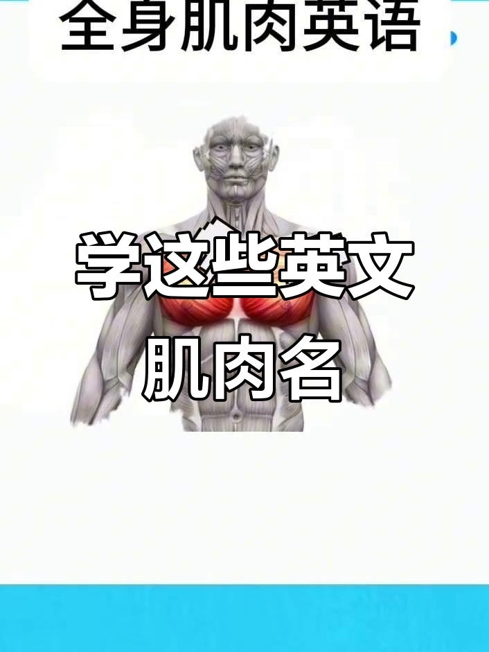 英语肌肉名称大揭秘:从胸肌到脚踝,你都知道吗?
