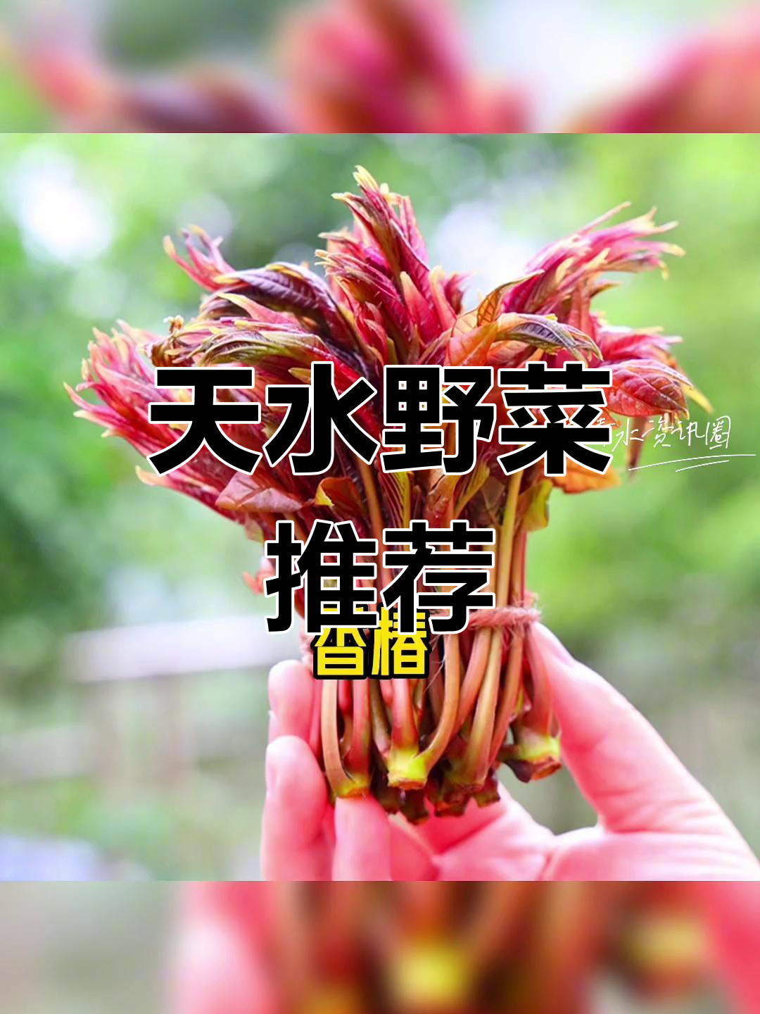 春天来了,天水野菜大比拼,你最爱哪一种?