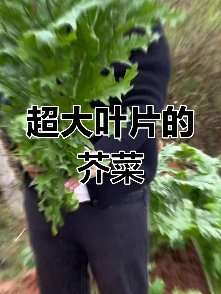 大叶芥菜:一片叶子吃几顿,简单种植又美味