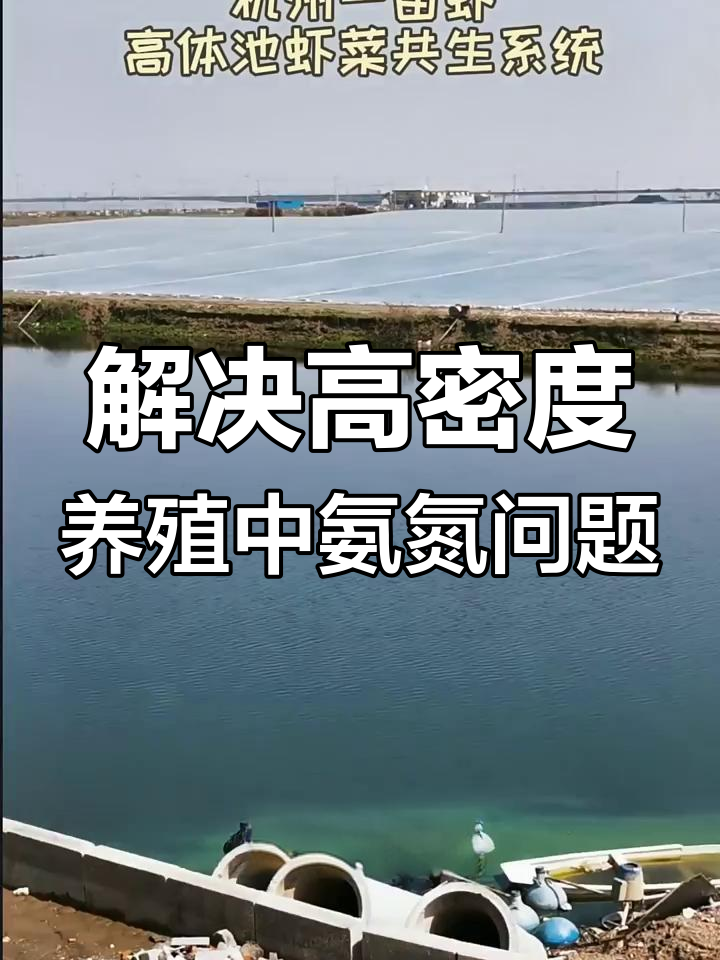 工厂化养虾中的氨氮问题与解决方案