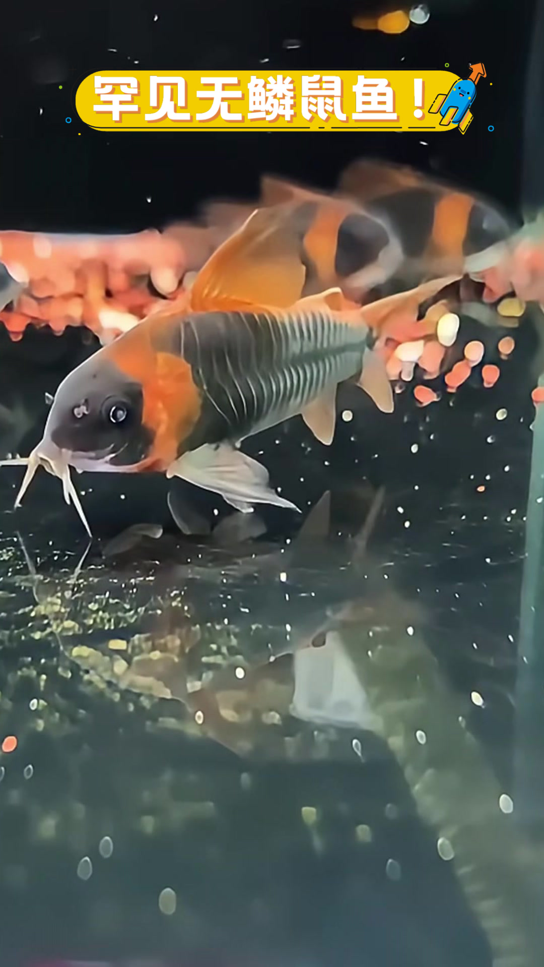 罕见无鳞鼠鱼!