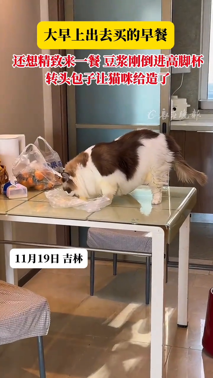 豆浆刚倒进高脚杯 转头包子让猫咪给造了