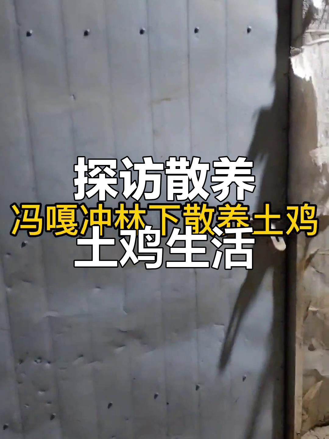 走进土鸡养殖场,揭秘“印钞机”母鸡的秘密