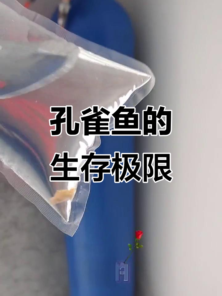 孔雀鱼在氧气袋中能活多久?实验结果揭晓