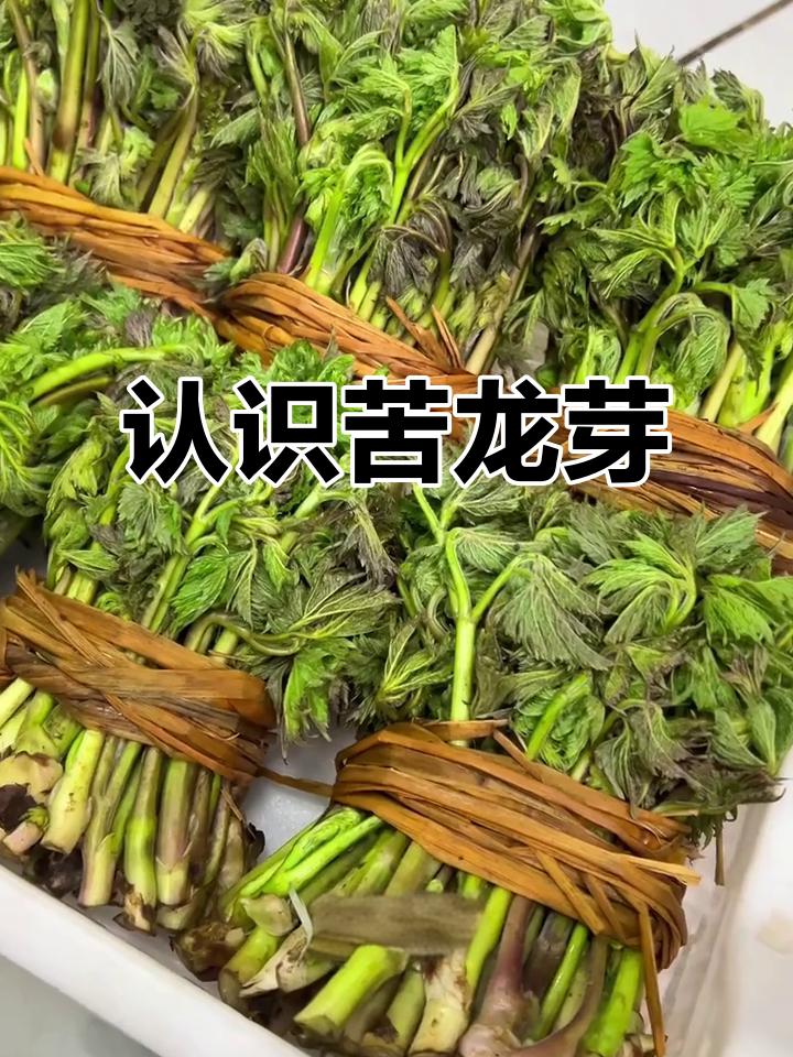 苦龙芽与赤嫩芽大不同,尝过才知道的味道