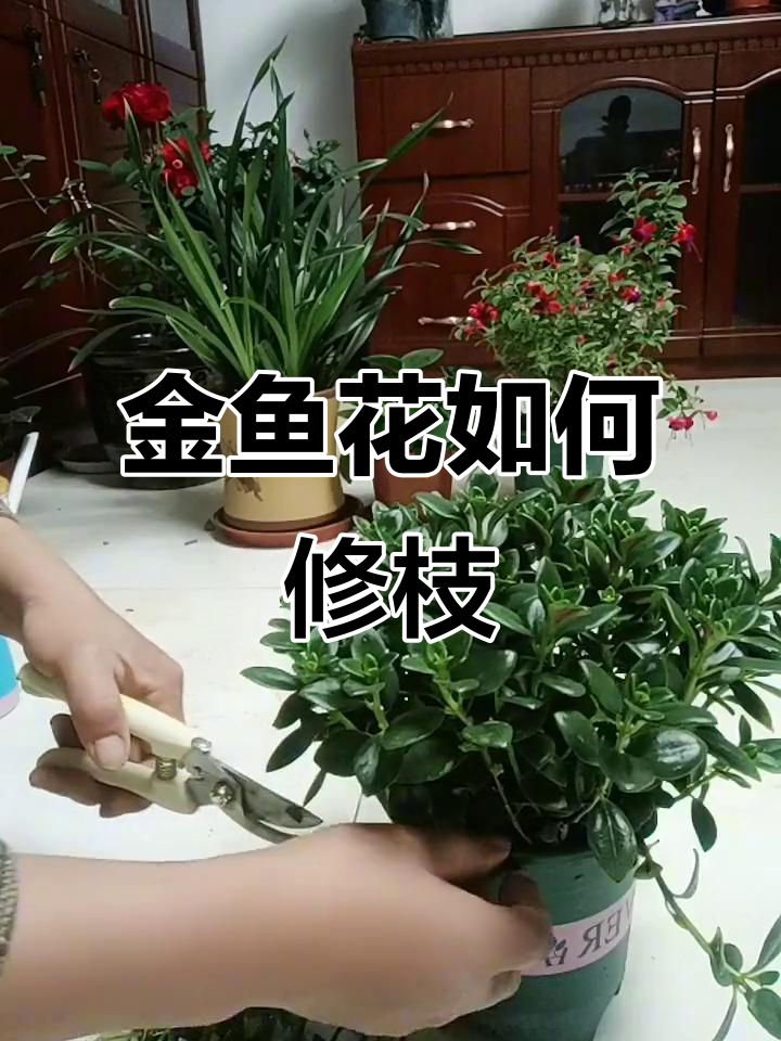 金鱼花修剪技巧,株型更完美开花更多