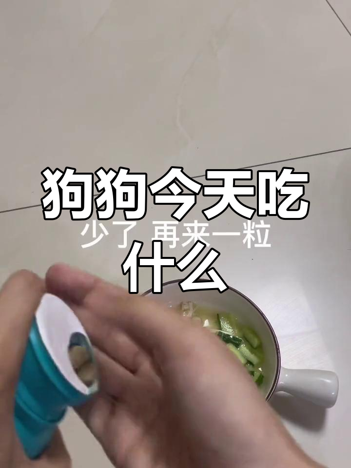 14岁贵妇狗的今日餐单:小米粥、蔬菜与鸡胸肉