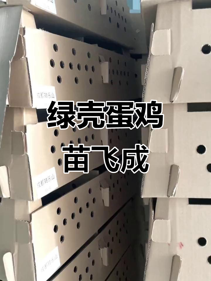 5,500只绿壳蛋鸡苗飞往成都,优质源头工厂直供