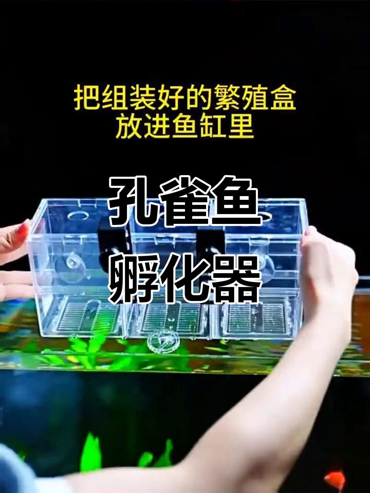 孔雀鱼孵化箱，隔离产卵，多功能饲养，幼鱼成长无忧