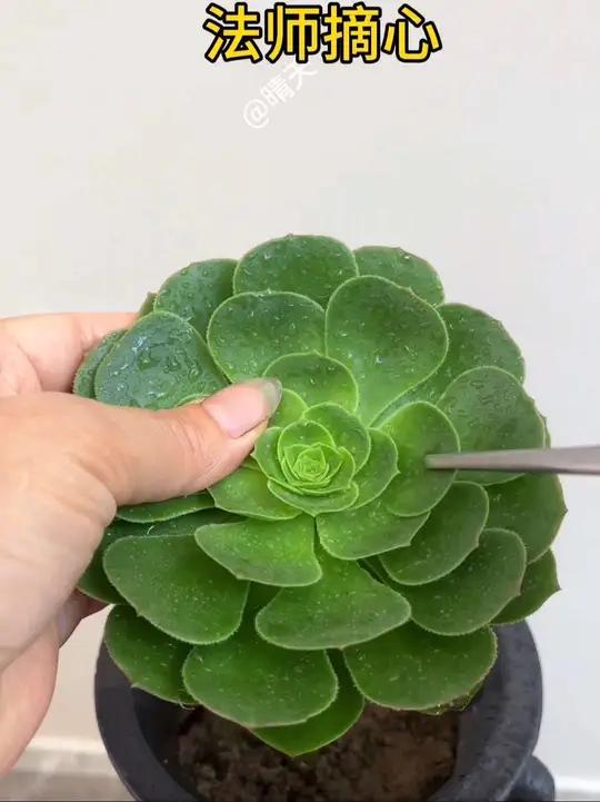 我又来霍霍了一个月后发后续!绿羊绒法师单头变多头!种植小技巧一起养花内容启发搜索