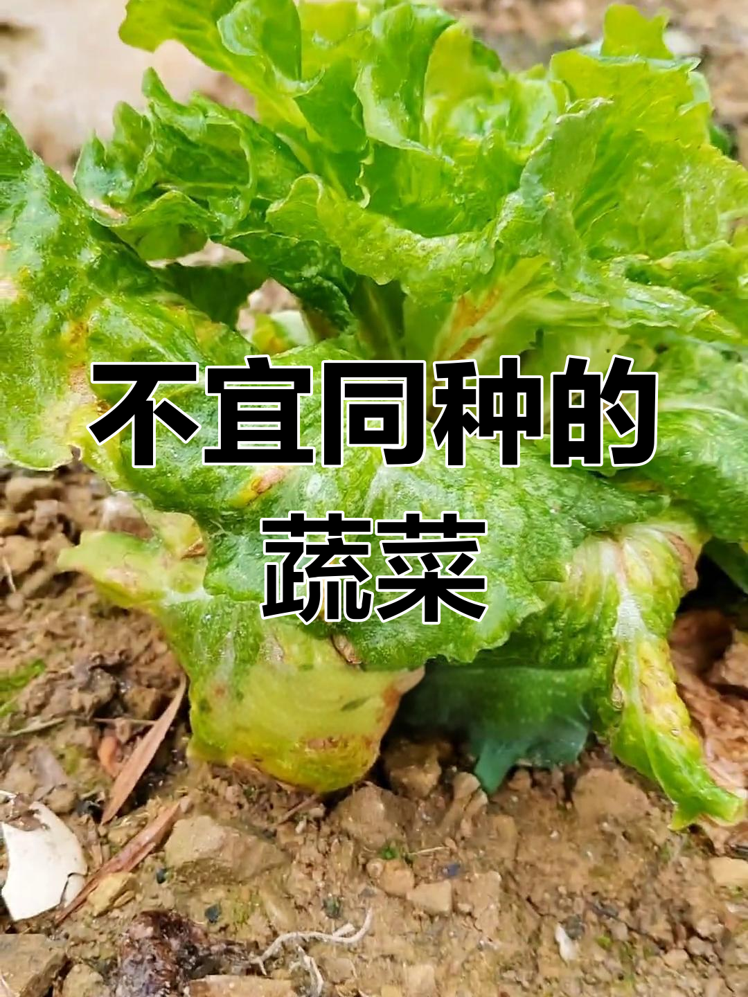 蔬菜种植有禁忌,这些组合不宜一起种