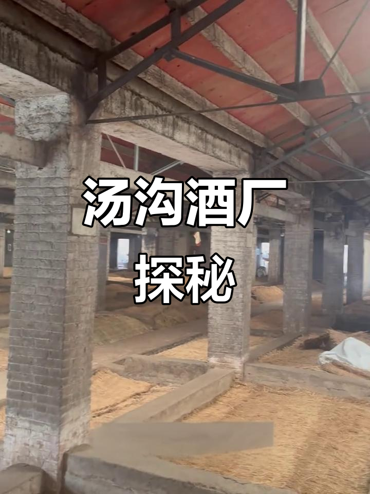 探访汤沟酒厂,清代窖池惊艳登场
