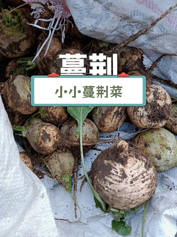 天然蔬菜种植,蔓荆太小