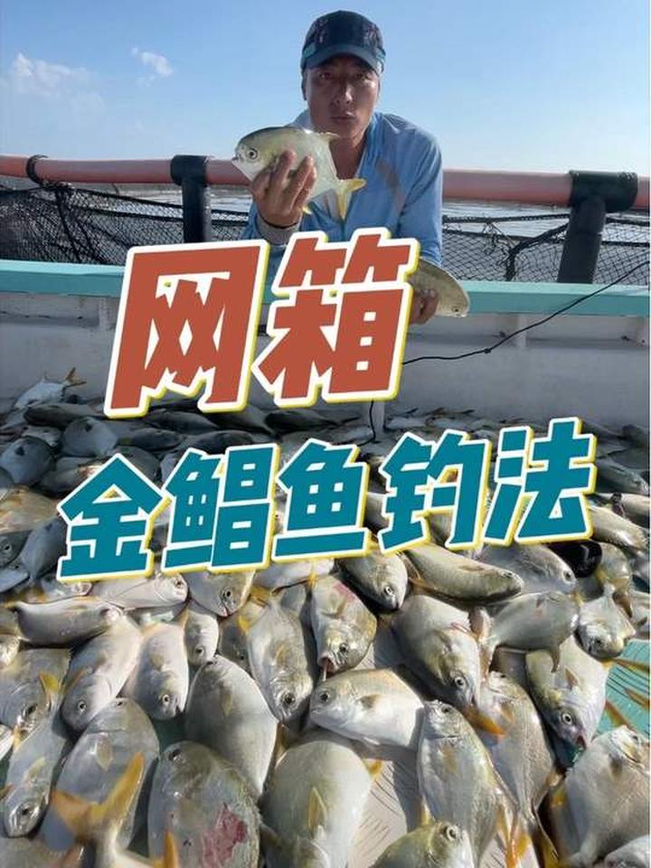 台风过后满海是鱼,分享网箱金鲳鱼钓法