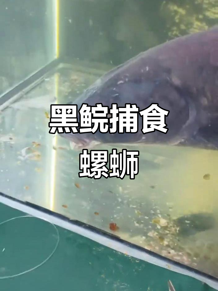 青鱼吃螺蛳吐壳,黑鲩吞食不停