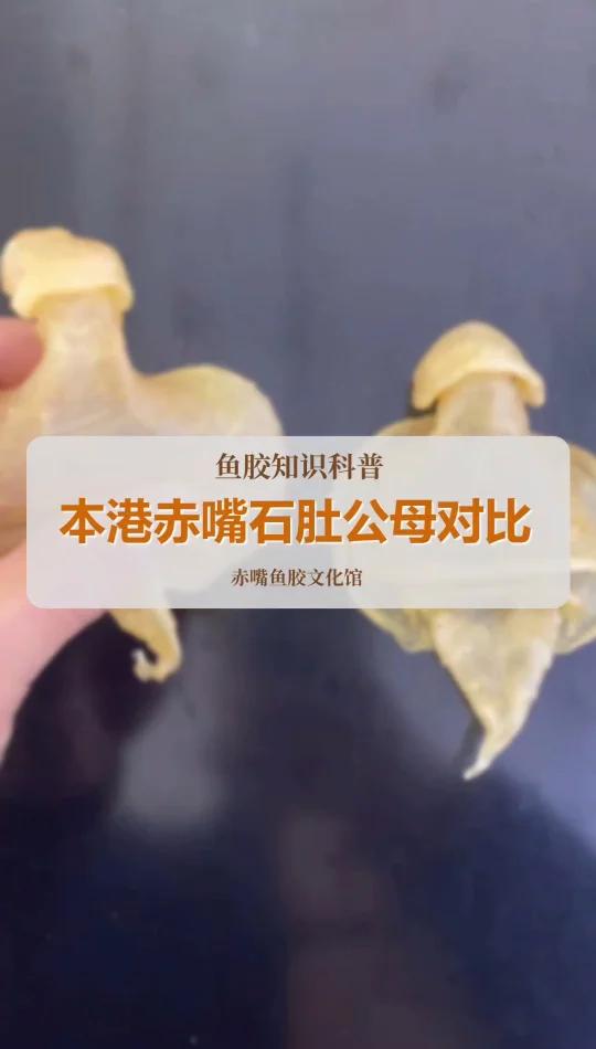 本港赤嘴鱼胶公母特征对比!