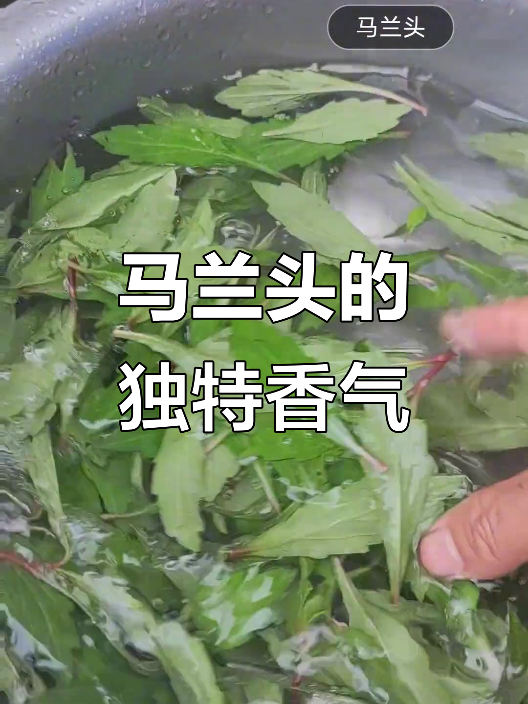 春天里的美味野菜,马兰头带你领略清香与嫩滑的完美结合