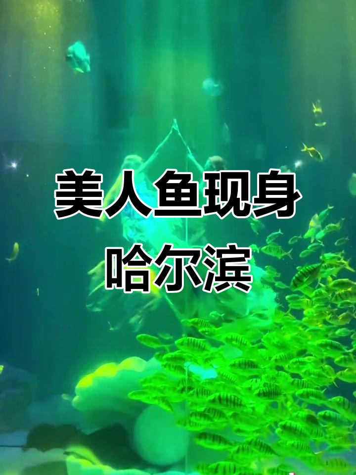 哈尔滨极地公园的美人鱼公主,真身亮相!