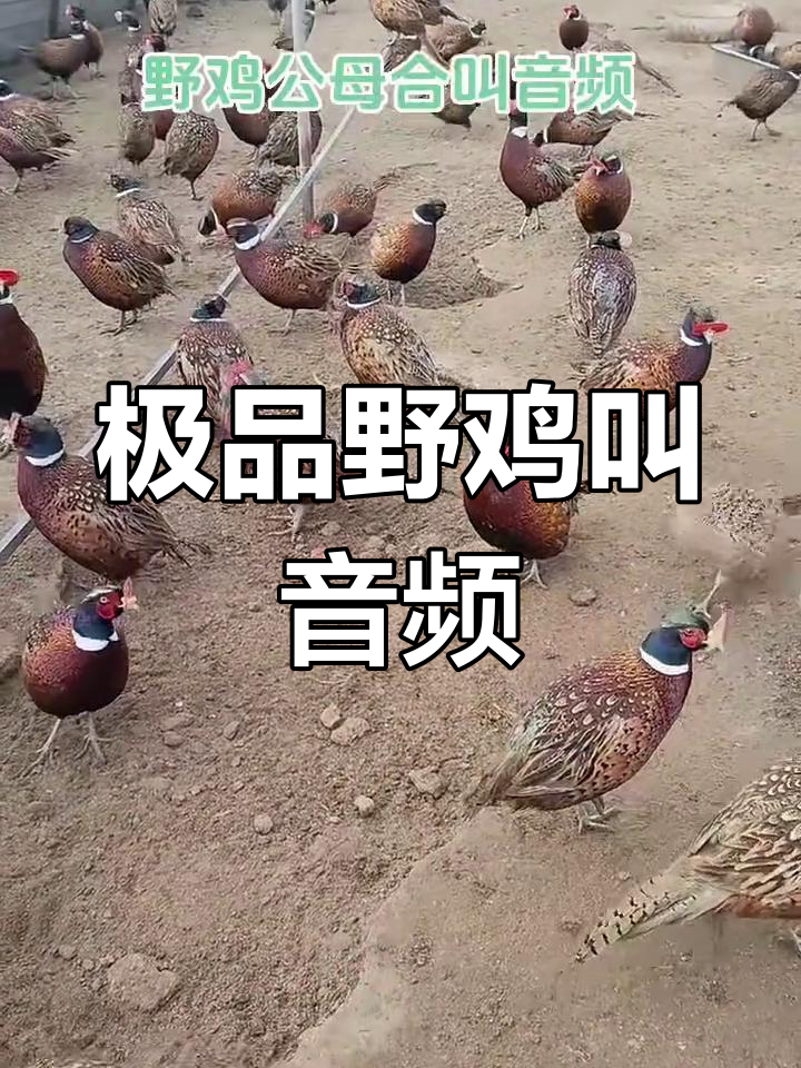 野鸡公母叫声合集,户外引音效果极佳