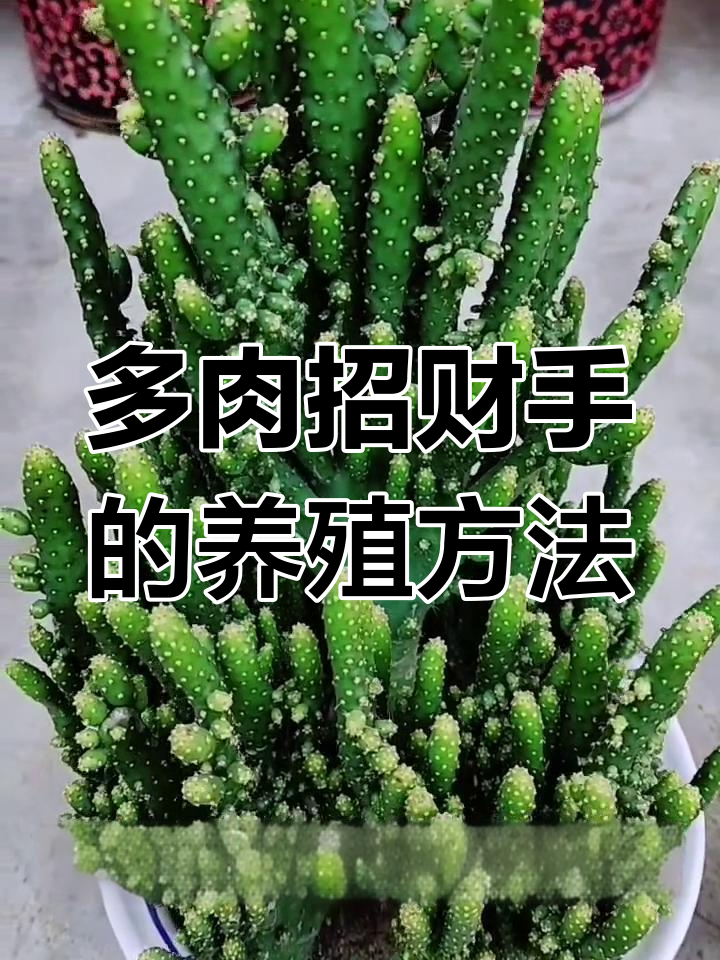 招财手多肉养护技巧:喜光耐旱,轻松种植