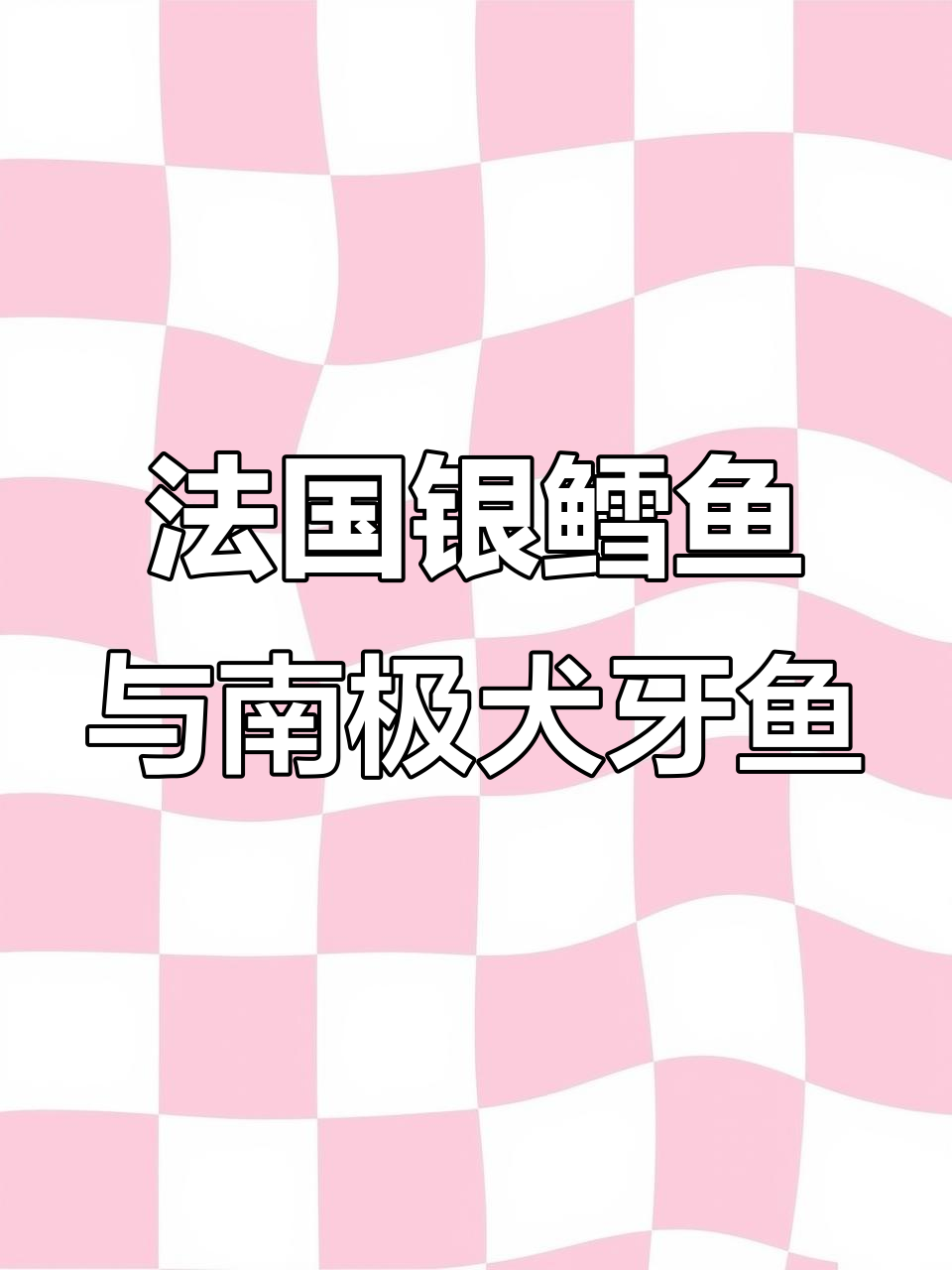 正关法国银鳕鱼,南极犬牙鱼肉质鲜美,清蒸香煎皆宜
