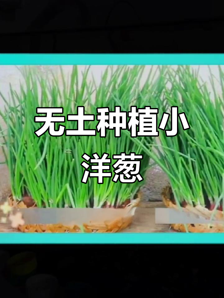 废旧篮子变菜园,无土栽培小洋葱轻松长