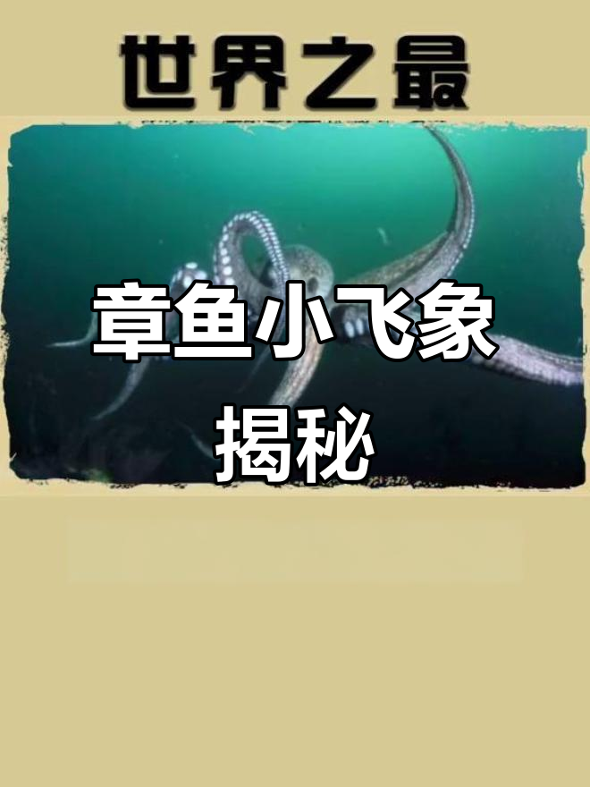 世界上最可爱的章鱼,竟然有“大象”耳朵!