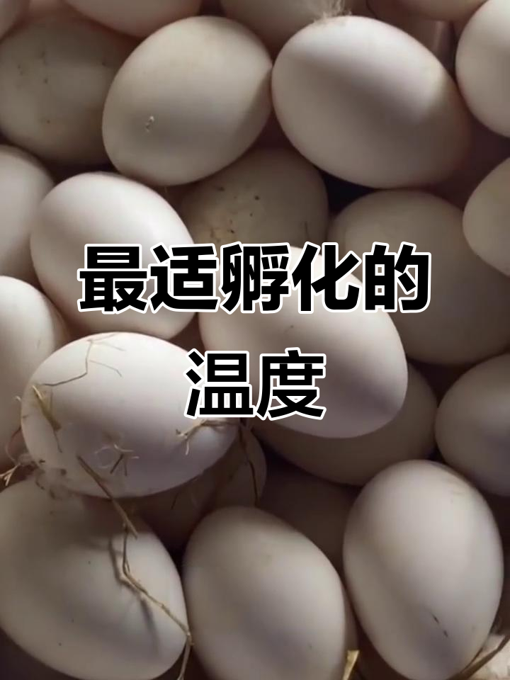 孵化温度如何影响鹅蛋发育？最适宜保存温度揭秘