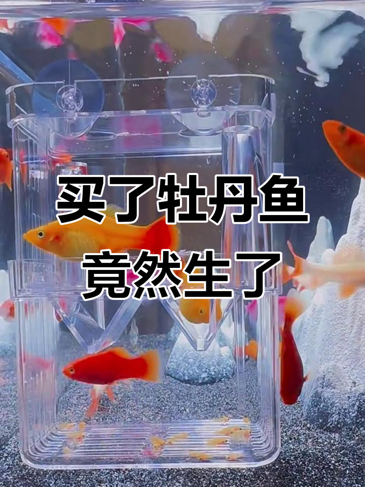 买回牡丹鱼第二天就生了一窝,真是太神奇了