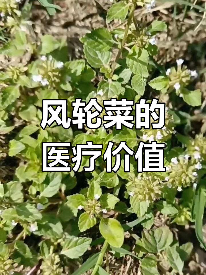 风轮菜:多用途的药用植物