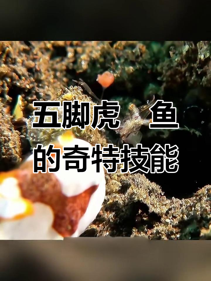 碧鱼：会钓鱼的怪异鱼类，伪装能力超乎想象