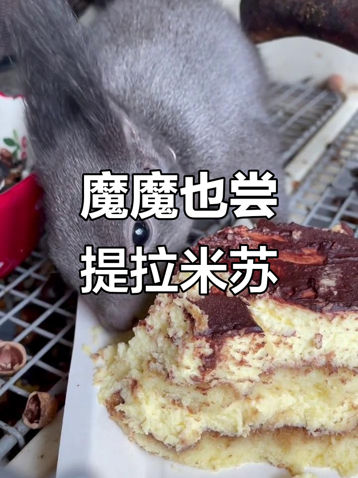 萌嬷试吃网红提拉米苏,停不下来!