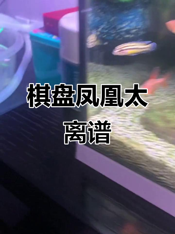 棋盘凤凰,我真是服了!