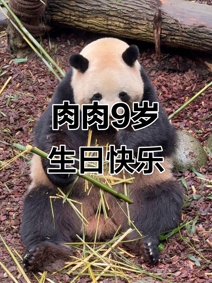 肉肉的9岁生日吃播,搞笑又可爱!