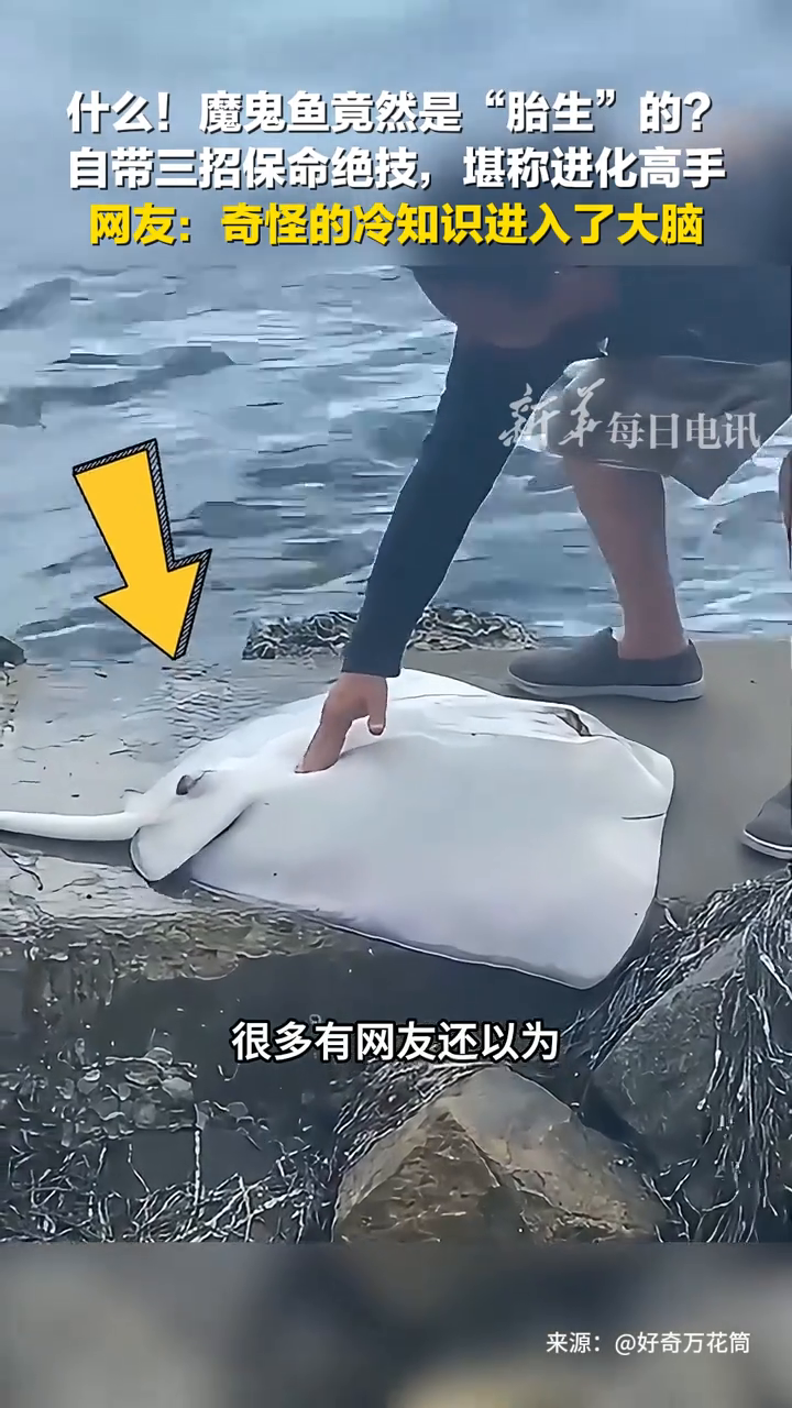 魔鬼鱼竟然是“胎生”的?它自带3招保命绝技,堪称进化高手