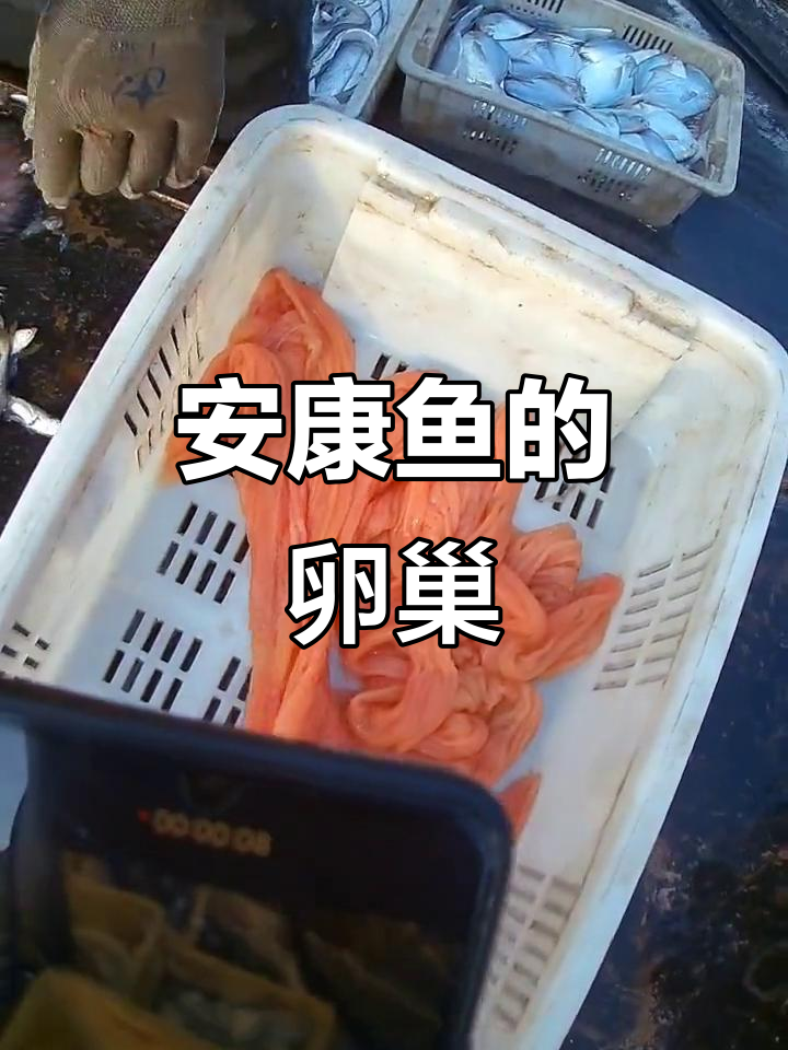 安康鱼卵巢大揭秘,满满一肚子全是鱼籽!