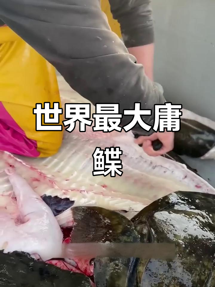 世界上最大的大西洋庸鲽，体重超六百斤！