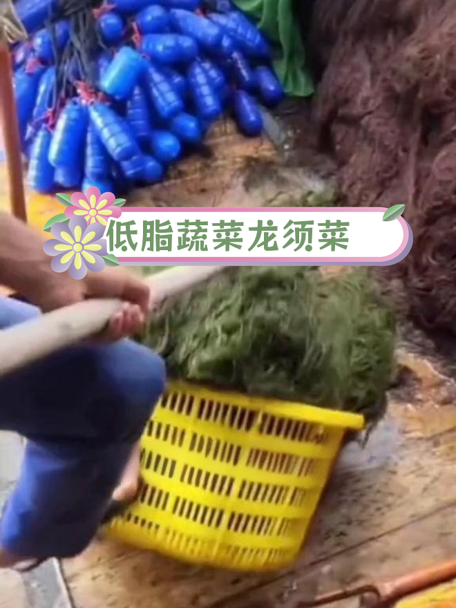 福建霞浦海里龙须菜,低脂高营养,清爽美味