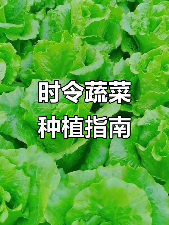 2025年蔬菜种植时间表，掌握这些时令菜种对时机