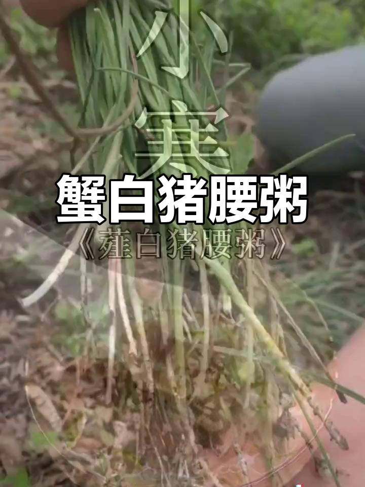 蟹白猪腰粥，鲜香四溢的养生美味