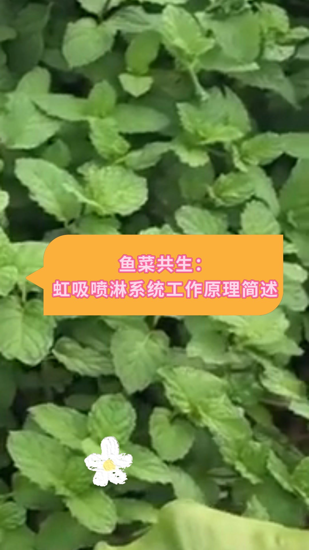 鱼菜共生:虹吸喷淋系统工作原理简述