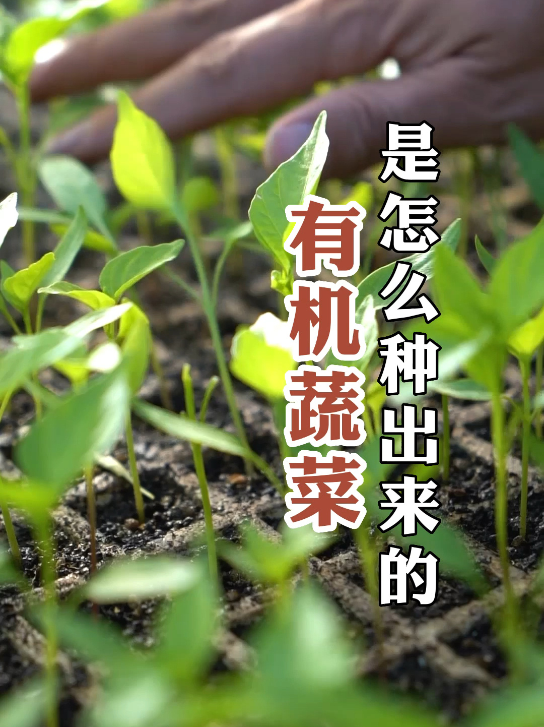 有机蔬菜 是怎么种出来的