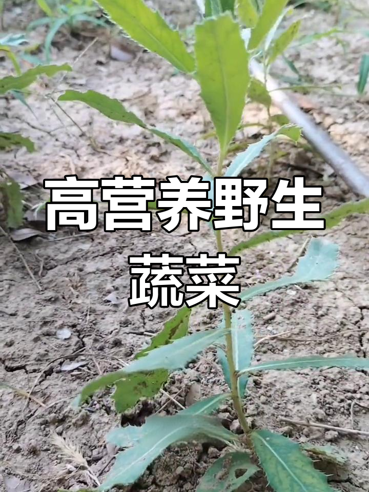 春天野菜新选择,刺耳菜的营养与药用价值