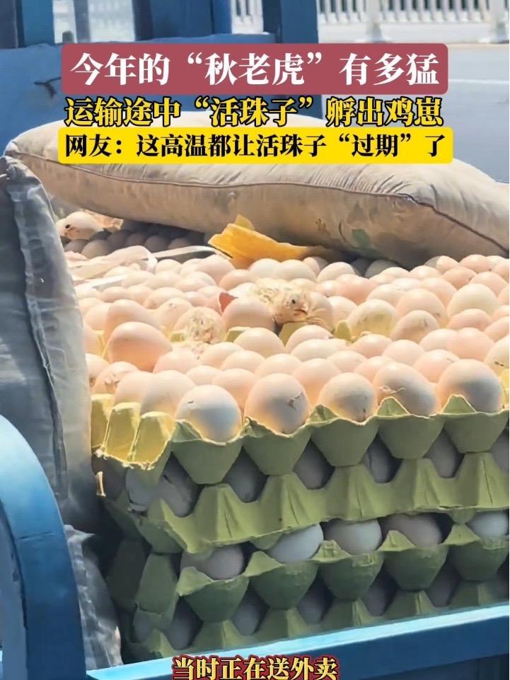 8月20日（采访时间），山东烟台。今年的“秋老虎”有多猛！高温运输途中“活珠子”孵出鸡崽！
