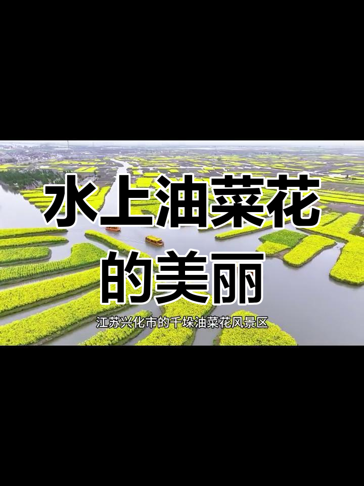 兴化水上油菜花田,千岛湖般的田园美景