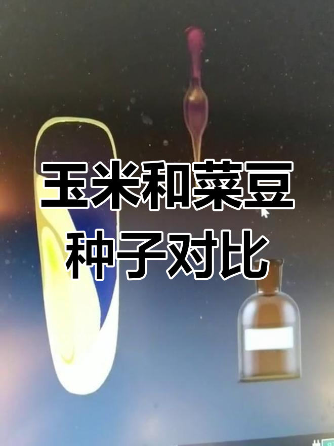 玉米种子与菜豆种子的结构差异分析