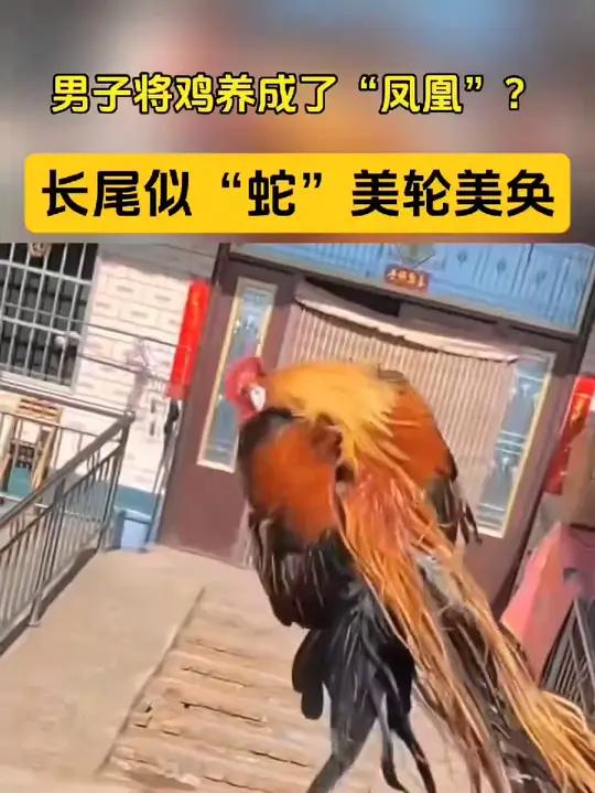男子将鸡养成了“凤凰”?