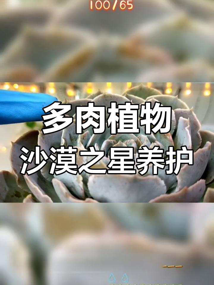 沙漠之星:多肉植物养护全攻略,轻松掌握水光管理