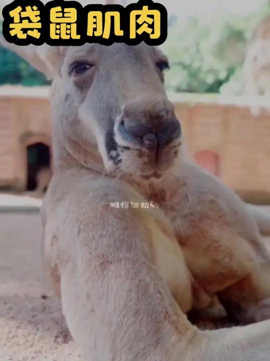 袋鼠的肌肉为什么会如此发达!